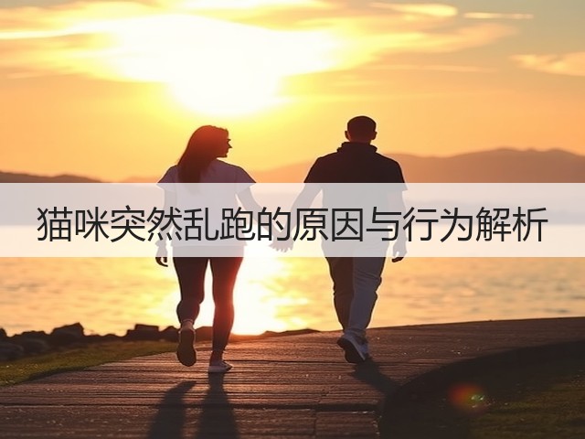 猫咪突然乱跑的原因与行为解析(图1) 猫咪突然乱跑的原因与行为解析(图1)