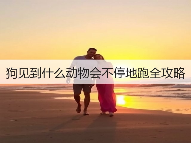 狗见到什么动物会不停地跑全攻略(图3) 狗见到什么动物会不停地跑全攻略(图3)