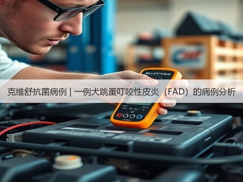 克维舒抗菌病例 | 一例犬跳蚤叮咬性皮炎（FAD）的病例分析