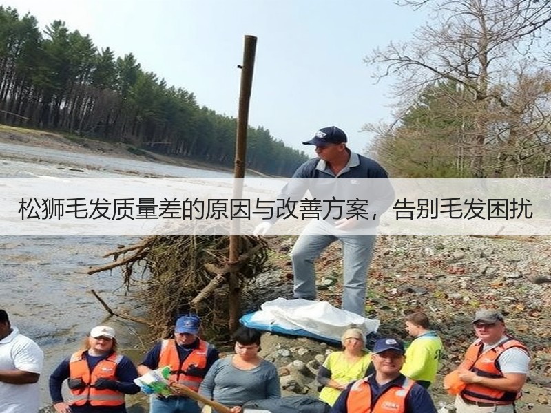 松狮毛发质量差的原因与改善方案,告别毛发 松狮毛发质量差的原因与改善方案,告别毛发