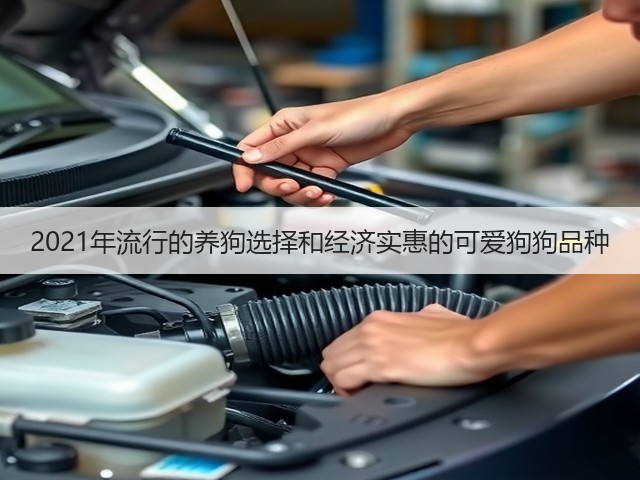 2021年流行的养狗选择和经济实惠的可爱狗狗品种(图1) 2021年流行的养狗选择和经济实惠的可爱狗狗品种(图1)