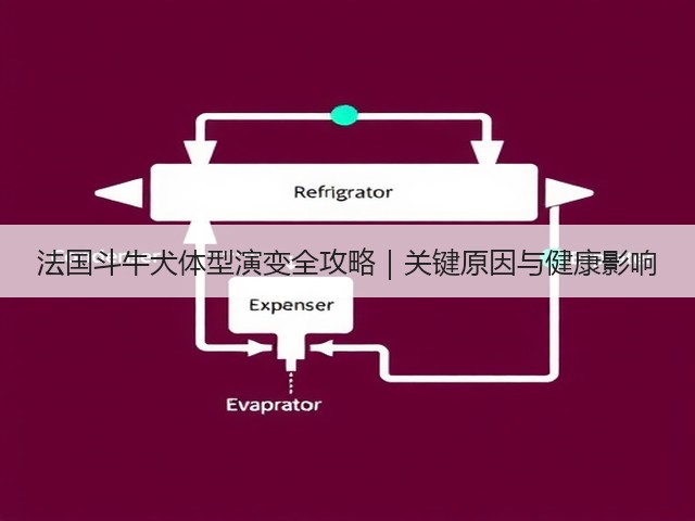 法国斗牛犬体型演变全攻略|关键原因与健康影响(图2) 法国斗牛犬体型演变全攻略|关键原因与健康影响(图2)