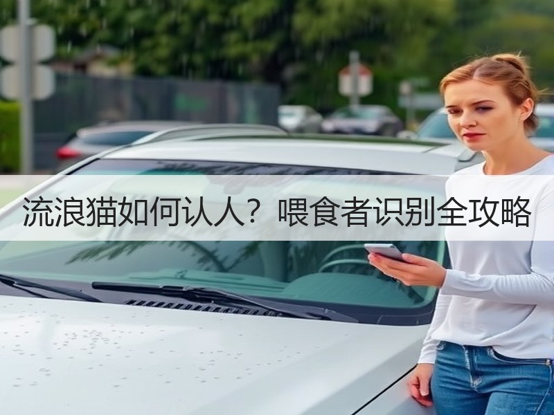 流浪猫如何认人？喂食者识别全攻略