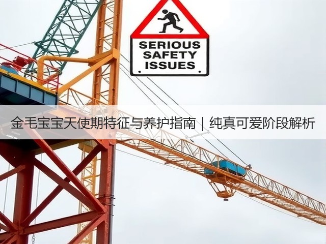 金毛宝宝天使期特征与养护指南|纯真可爱阶段解析(图3) 金毛宝宝天使期特征与养护指南|纯真可爱阶段解析(图3)