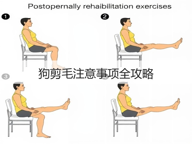 狗剪毛注意事项全攻略