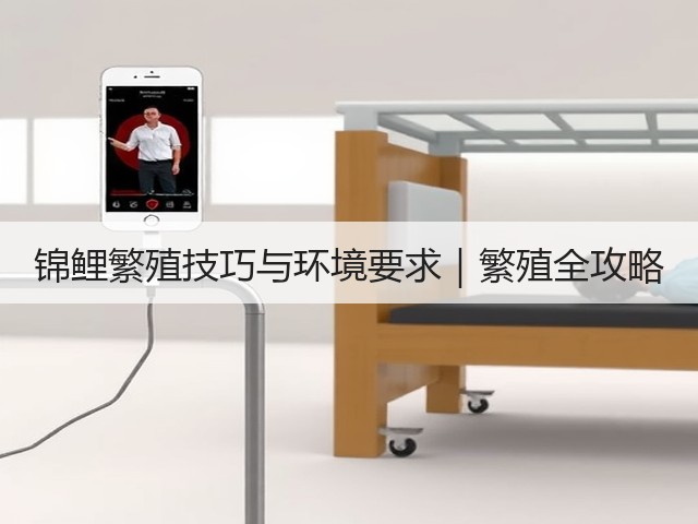 锦鲤繁殖技巧与环境要求|繁殖全攻略(图3) 锦鲤繁殖技巧与环境要求|繁殖全攻略(图3)