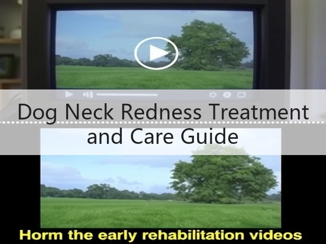 Dog Neck Redness Treatment and Care Guide(图2) Dog Neck Redness Treatment and Care Guide(图2)