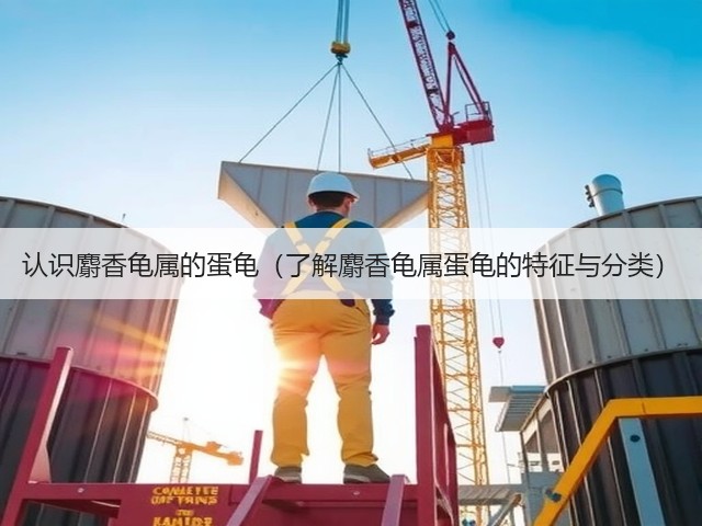 认识麝香龟属的蛋龟(了解麝香龟属蛋龟的特征与分类)(图2) 认识麝香龟属的蛋龟(了解麝香龟属蛋龟的特征与分类)(图2)