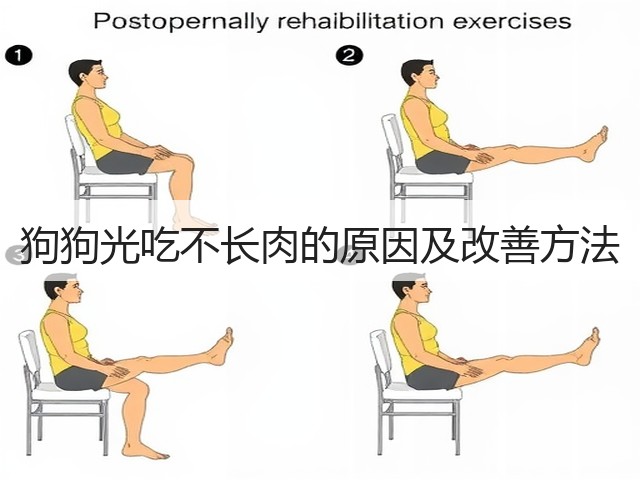 狗狗光吃不长肉的原因及改善方法(图1)