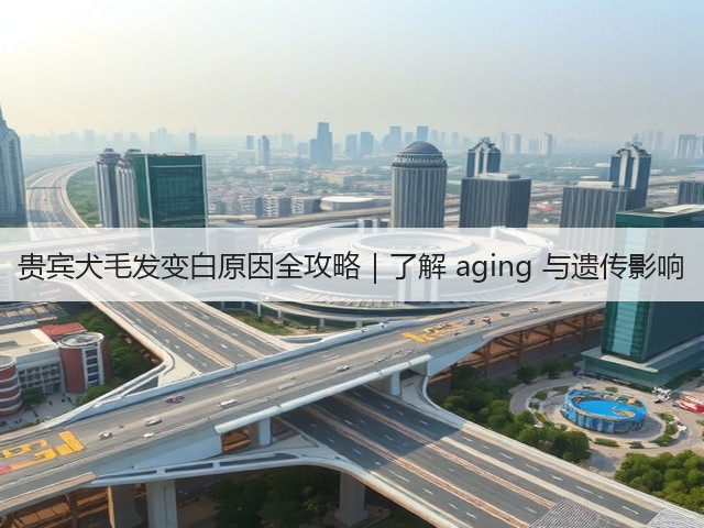 贵宾犬毛发变白原因全攻略|了解 aging 与遗传影响(图1) 贵宾犬毛发变白原因全攻略|了解 aging 与遗传影响(图1)