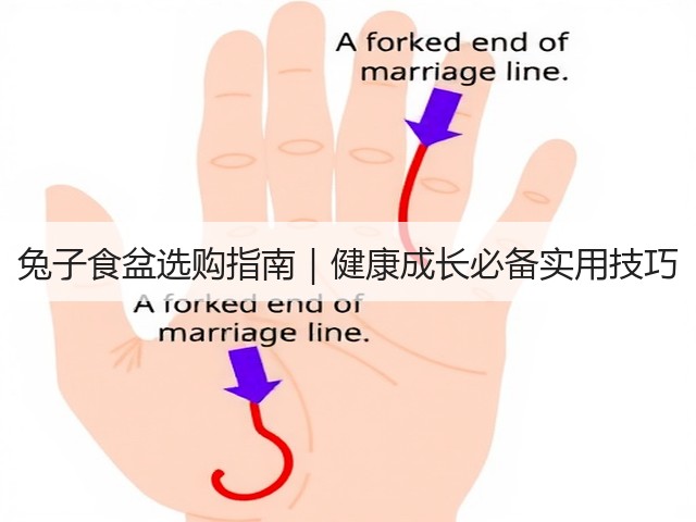 兔子食盆选购指南|健康成长必备实用技巧(图3) 兔子食盆选购指南|健康成长必备实用技巧(图3)