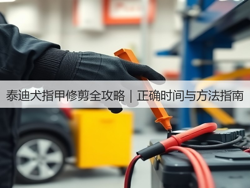 泰迪犬指甲修剪全攻略｜正确时间与方法指南