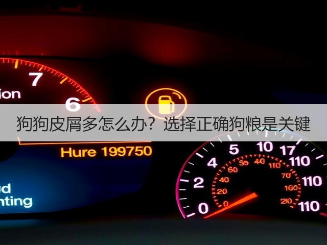 狗狗皮屑多怎么办?选择正确狗粮是关键(图1) 狗狗皮屑多怎么办?选择正确狗粮是关键(图1)