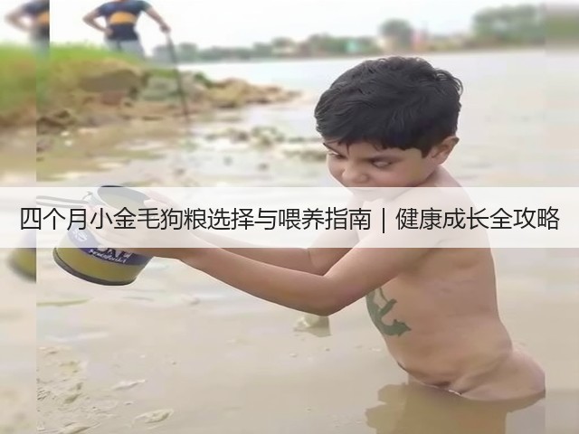 四个月小金毛狗粮选择与喂养指南|健康成长全攻略(图3) 四个月小金毛狗粮选择与喂养指南|健康成长全攻略(图3)