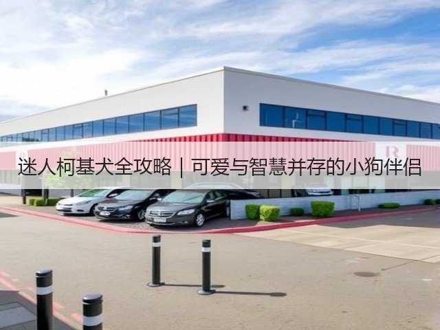 迷人柯基犬全攻略|可爱与智慧并存的小狗伴侣(图3) 迷人柯基犬全攻略|可爱与智慧并存的小狗伴侣(图3)