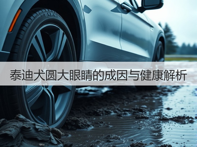 泰迪犬圆大眼睛的成因与健康解析