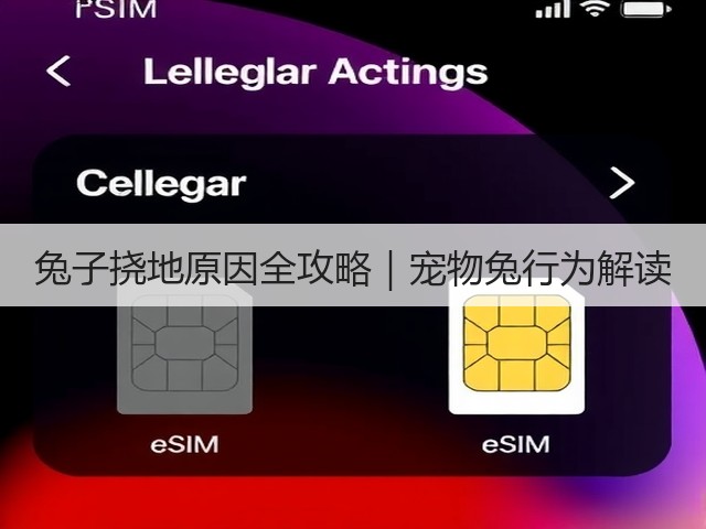 兔子挠地原因全攻略｜宠物兔行为解读(图3)
