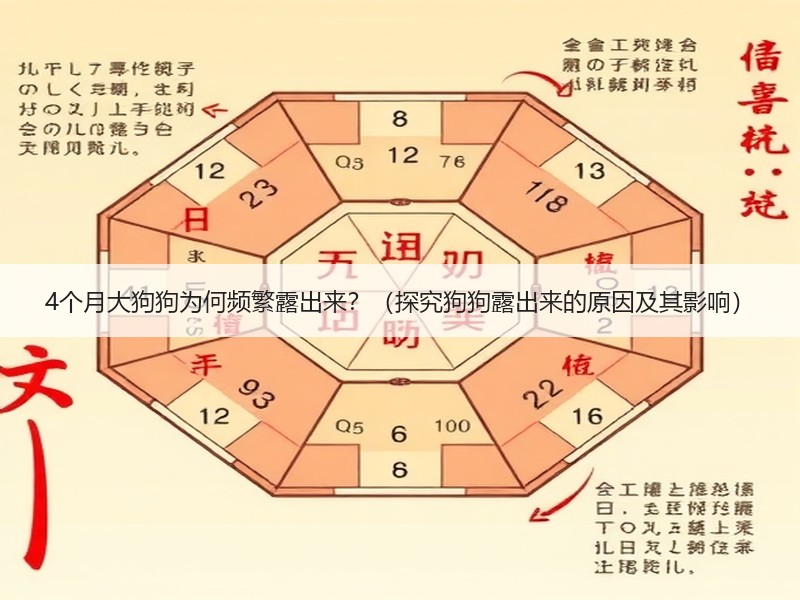 4个月大狗狗为何频繁露出来？（探究狗狗露出来的原因及其影响）