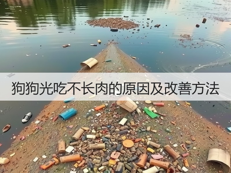 狗狗光吃不长肉的原因及改善方法