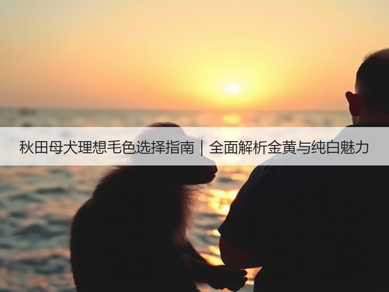 秋田母犬理想毛色选择指南｜全面解析金黄与纯白魅力