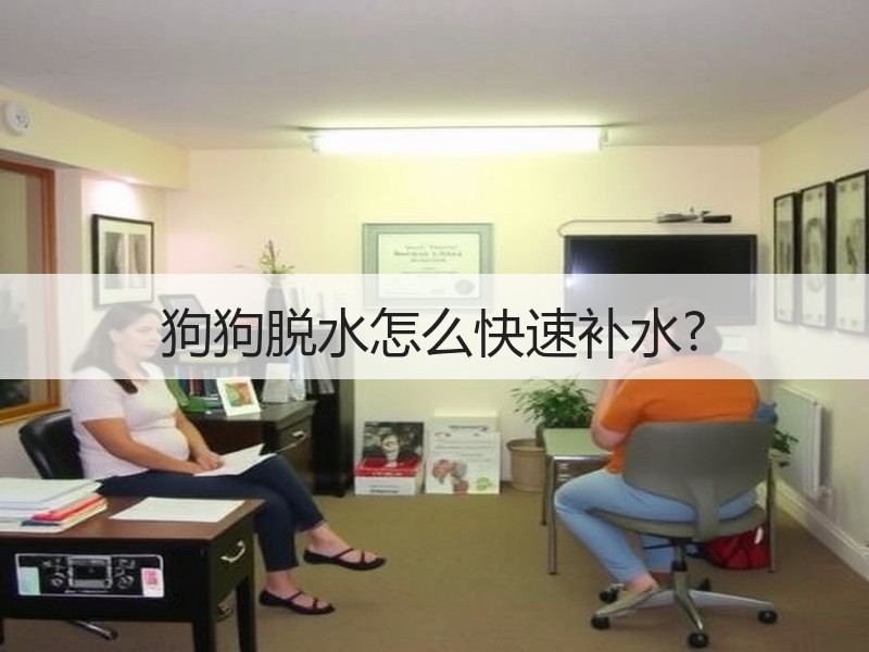 狗狗脱水怎么快速补水?