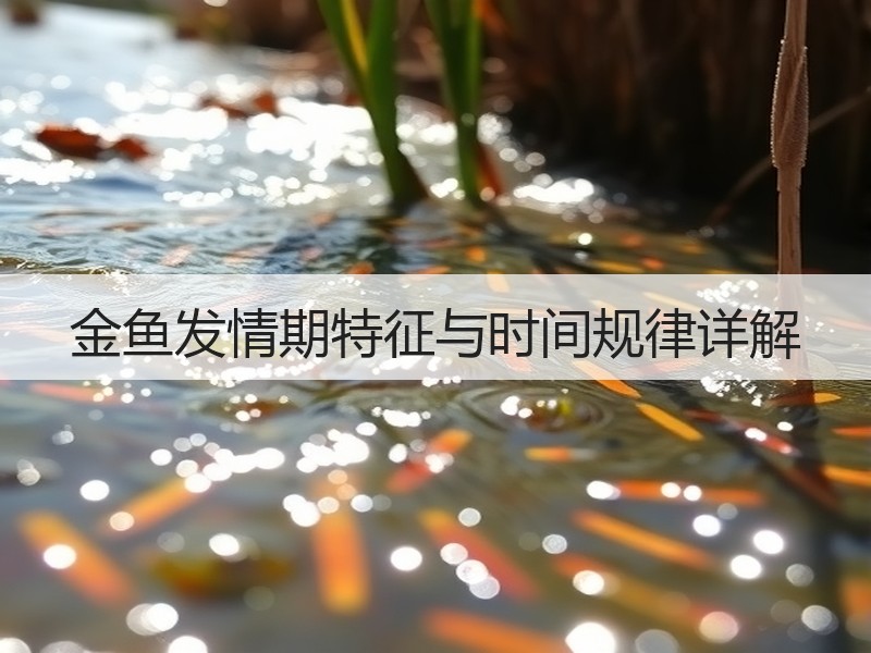 金鱼发情期特征与时间规律详解
