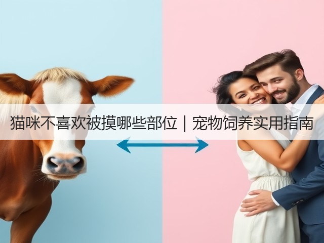 猫咪不喜欢被摸哪些部位|宠物饲养实用指南(图3) 猫咪不喜欢被摸哪些部位|宠物饲养实用指南(图3)