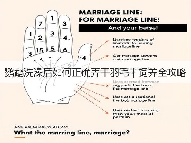 鹦鹉洗澡后如何正确弄干羽毛｜饲养全攻略(图1)