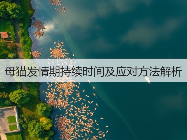 母猫发情期持续时间及应对方法解析(图3)