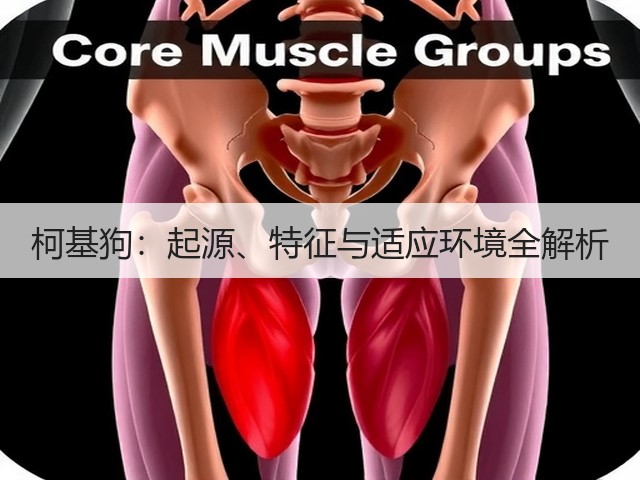 柯基狗:起源、特征与适应环境全解析(图1) 柯基狗:起源、特征与适应环境全解析(图1)