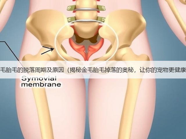金毛胎毛的脱落周期及原因(揭秘金毛胎毛掉落的奥秘,让你的宠物更健康)(图2) 金毛胎毛的脱落周期及原因(揭秘金毛胎毛掉落的奥秘,让你的宠物更健康)(图2)