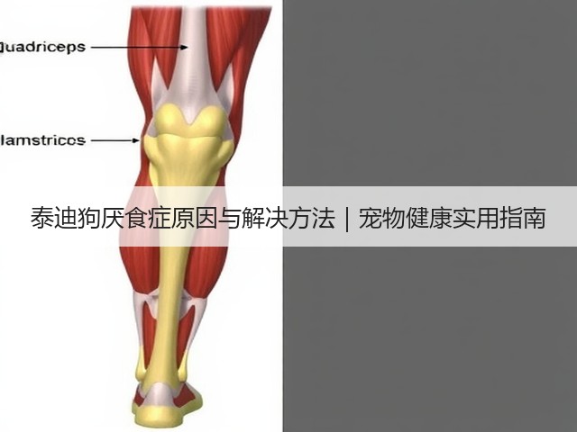 泰迪狗厌食症原因与解决方法|宠物健康实用指南(图2) 泰迪狗厌食症原因与解决方法|宠物健康实用指南(图2)