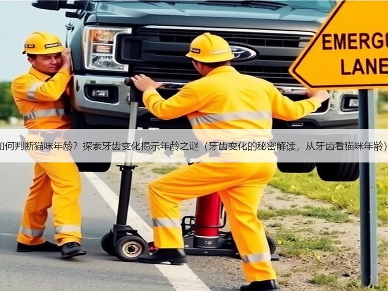 如何判断猫咪年龄？探索牙齿变化揭示年龄之谜（牙齿变化的秘密解读，从牙齿看猫咪年龄