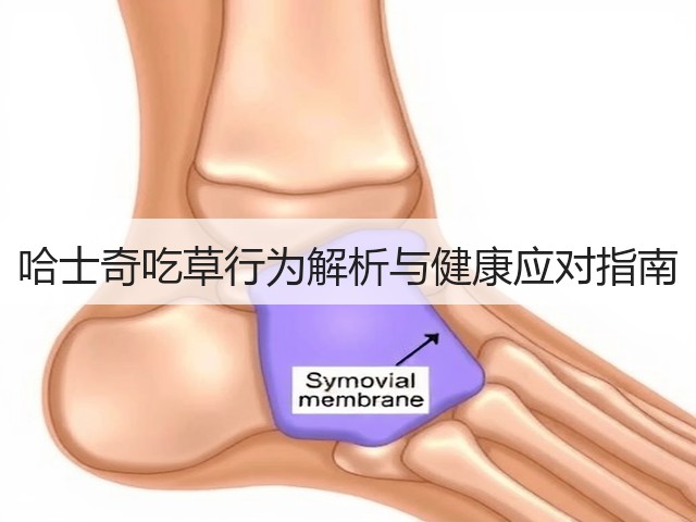 哈士奇吃草行为解析与健康应对指南(图2) 哈士奇吃草行为解析与健康应对指南(图2)