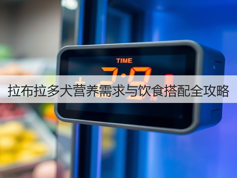 拉布拉多犬营养需求与饮食搭配全攻略