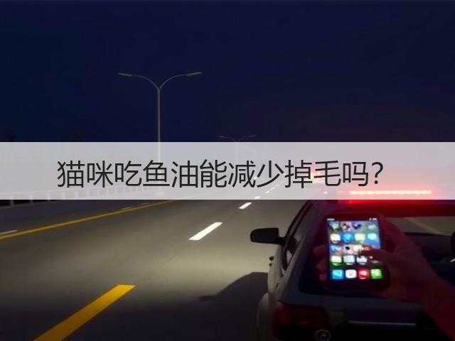 猫咪吃鱼油能减少掉毛吗?(图2) 猫咪吃鱼油能减少掉毛吗?(图2)