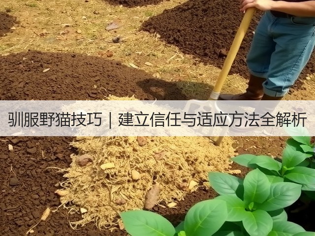 驯服野猫技巧|建立信任与适应方法全解析(图2) 驯服野猫技巧|建立信任与适应方法全解析(图2)