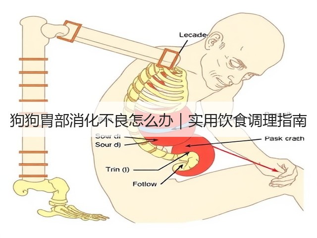 狗狗胃部消化不良怎么办|实用饮食调理指南(图3) 狗狗胃部消化不良怎么办|实用饮食调理指南(图3)