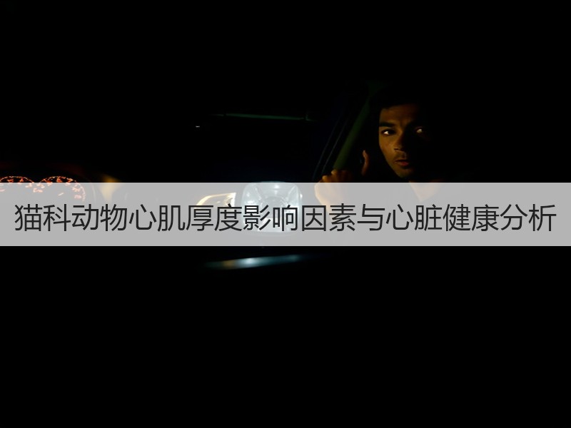 猫科动物心肌厚度影响因素与心脏健康分析