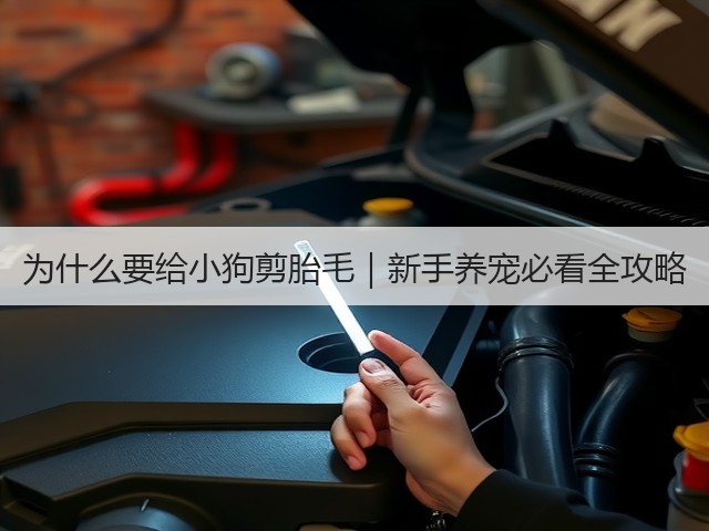 为什么要给小狗剪胎毛|新手养宠必看全攻略(图3) 为什么要给小狗剪胎毛|新手养宠必看全攻略(图3)