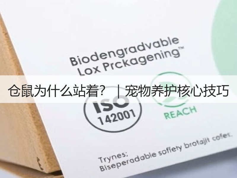 仓鼠为什么站着？｜宠物养护核心技巧