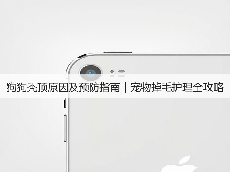 狗狗秃顶原因及预防指南｜宠物掉毛护理全攻略
