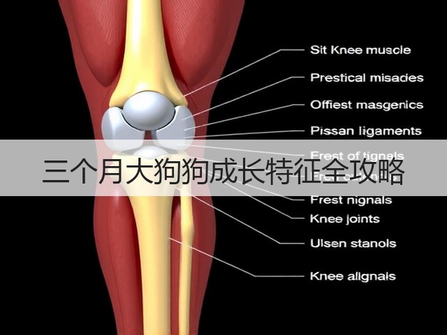 三个月大狗狗成长特征全攻略(图2) 三个月大狗狗成长特征全攻略(图2)