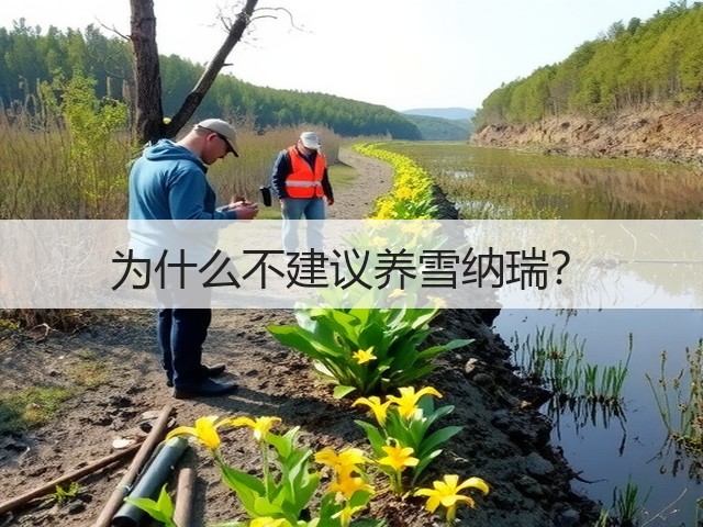 为什么不建议养雪纳瑞?(图2) 为什么不建议养雪纳瑞?(图2)