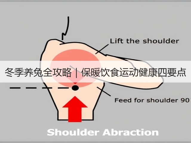 冬季养兔全攻略｜保暖饮食运动健康四要点(图3)