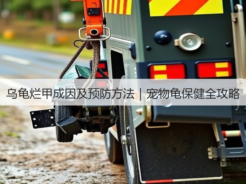 乌龟烂甲成因及预防方法｜宠物龟保健全攻略