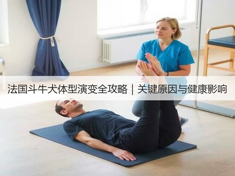 法国斗牛犬体型演变全攻略｜关键原因与健康影响