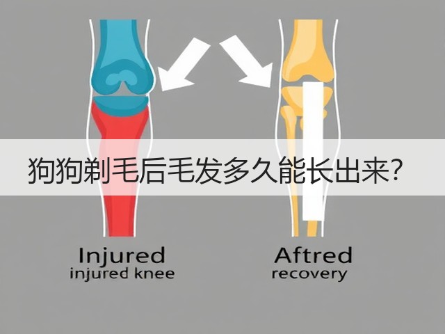 狗狗剃毛后毛发多久能长出来?(图2) 狗狗剃毛后毛发多久能长出来?(图2)