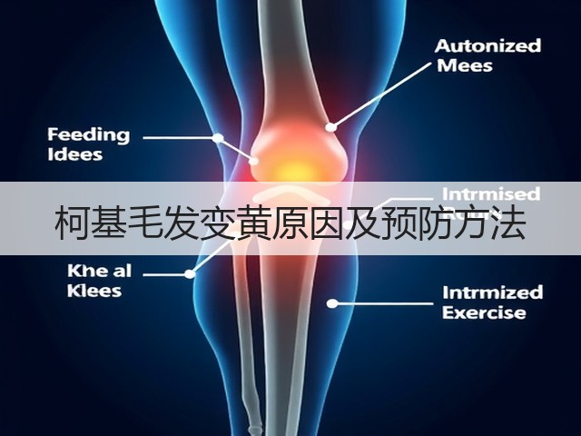 柯基毛发变黄原因及预防方法(图1) 柯基毛发变黄原因及预防方法(图1)