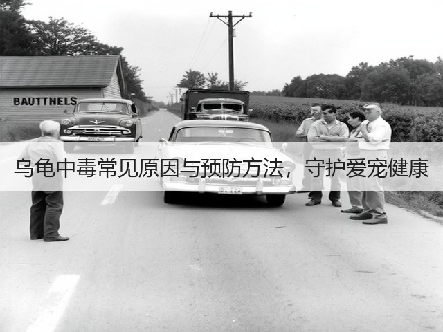 乌龟中毒常见原因与预防方法,守护爱宠健康(图2) 乌龟中毒常见原因与预防方法,守护爱宠健康(图2)